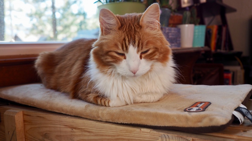 cat bed - adding heat to our cats' favorite spots with the thermo-kitty mat...