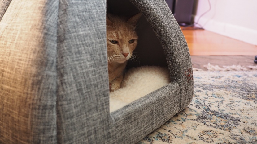cat bed - the best pet supplies pet tent offers a small, cozy space.