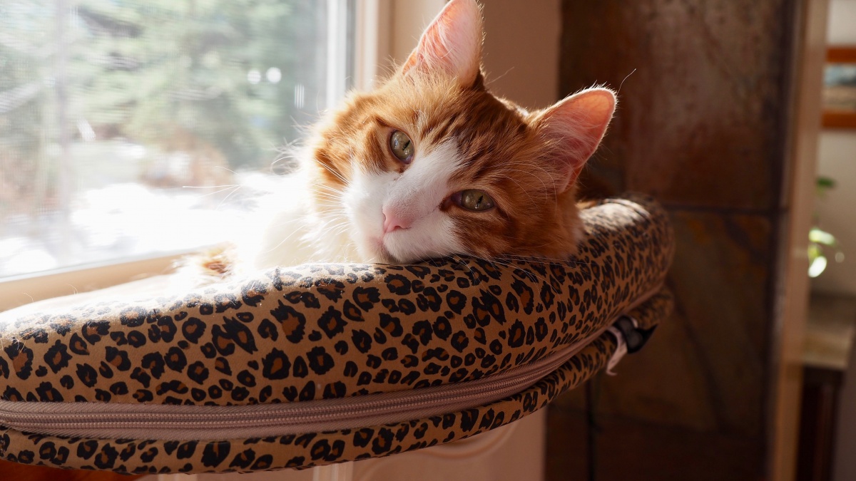 Best Cat Bed Review
