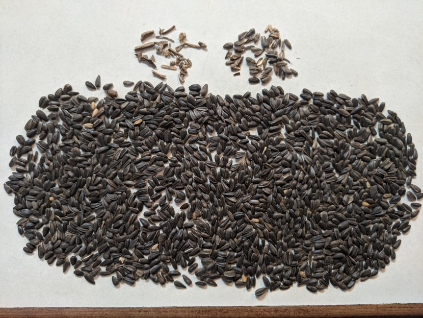 one cup of the kaytee black-oil sunflower seed had more debris and...