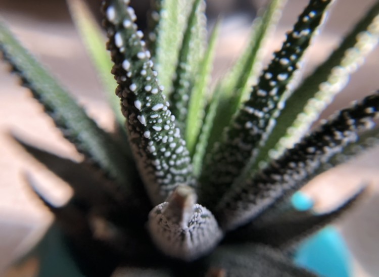 an example shot using the xenvo macro lens. it is a bit tricky to...