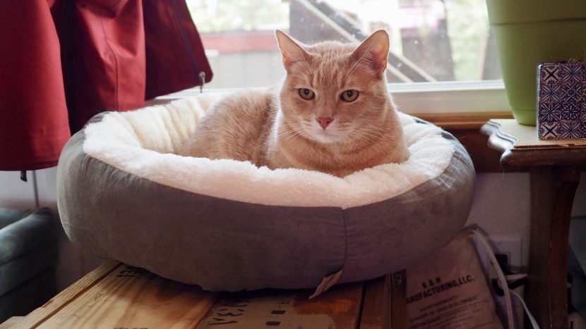 cat bed - the tempcore 20 inch is a simple and cozy bed.