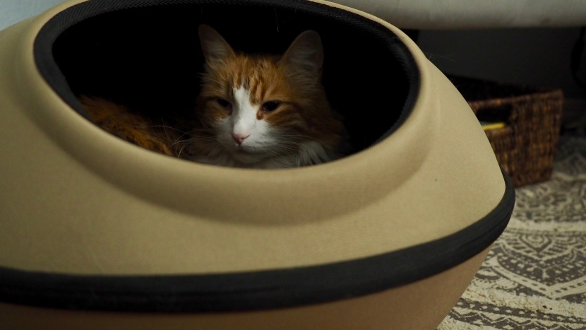 cat bed - the thermo-mod dream pod provides a cozy and warm space for your...