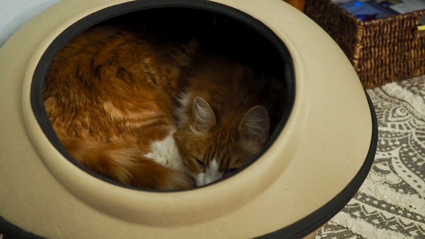 cat bed - the thermo-mod dream pod earns high marks from cats and humans alike.