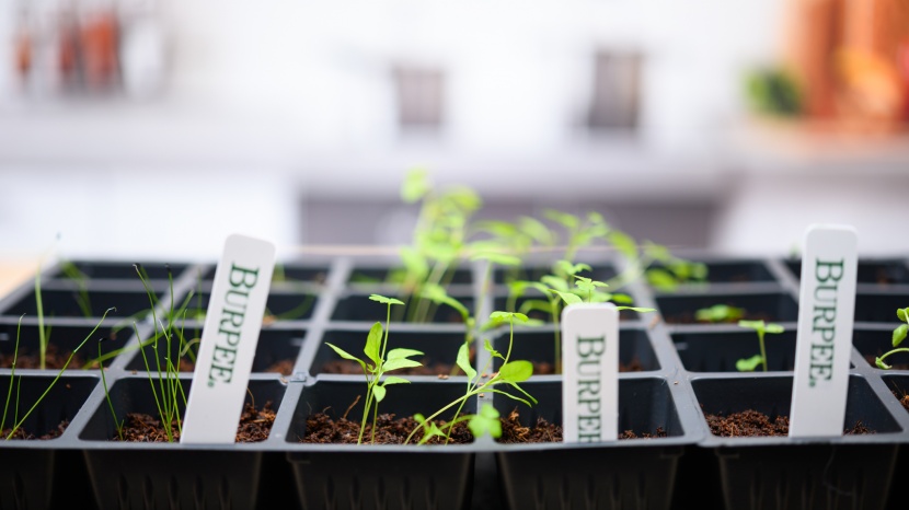the burpee trays come with labeling tags.