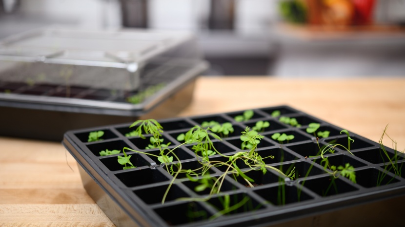 seed starter kit - the burpee seed starter kit includes two trays so that you can lift...