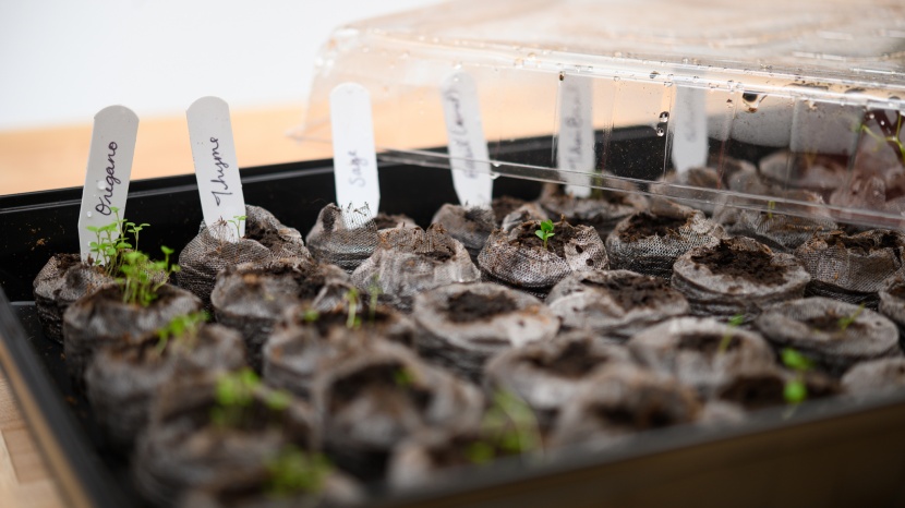 seed starter kit - we conducted a side-by-side growing test to determine the survival...