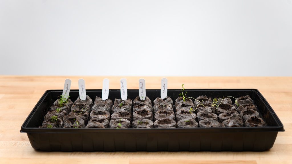 seed starter kit - the jiffy superthrive kit includes soil pellets.