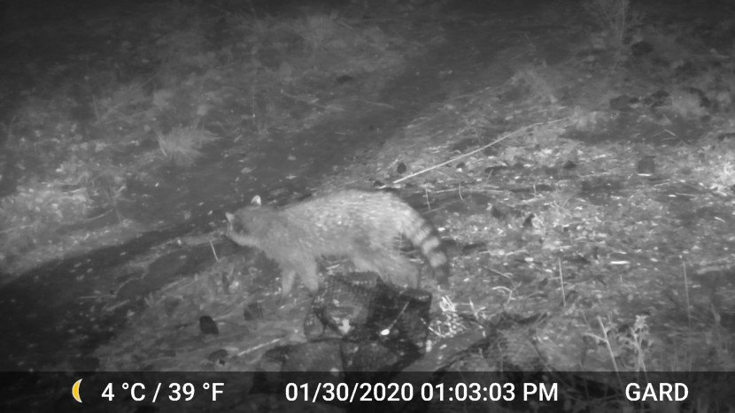 we captured lots of critters and sorted through thousands of photos...