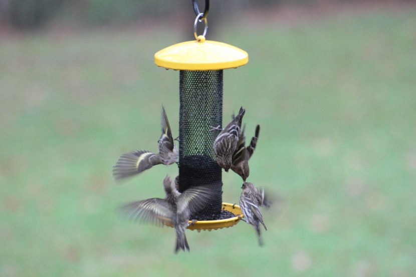 bird seed - nyjer seed is very popular with smaller perching birds like this...