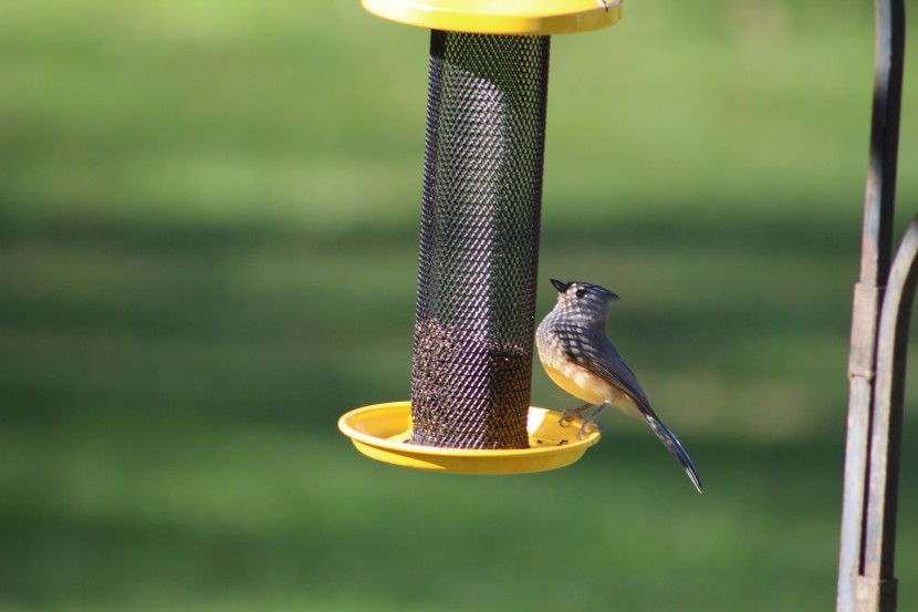 bird seed - nyjer seed is expensive but nutritious and, as long as you don&#039;t...