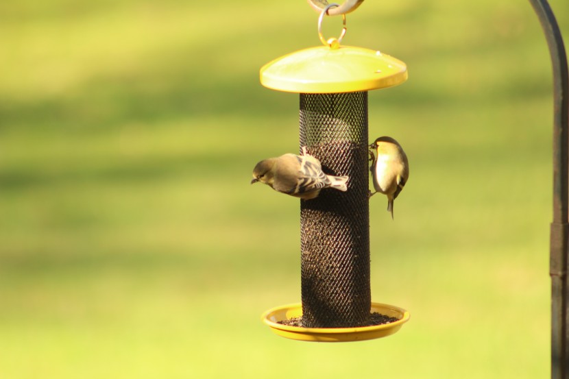 bird seed - perching birds with small beaks, like finches and pine siskins...