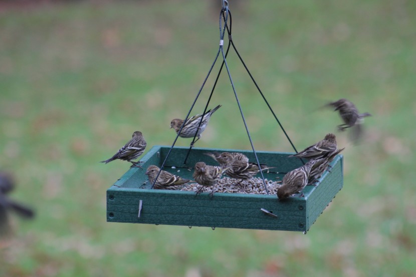 bird seed - safflower seeds have a bitter taste that makes them akin to a...