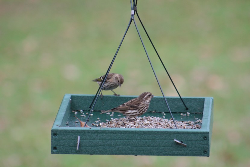 bird seed - safflower seeds are nutritious, although they didn&#039;t appeal that...