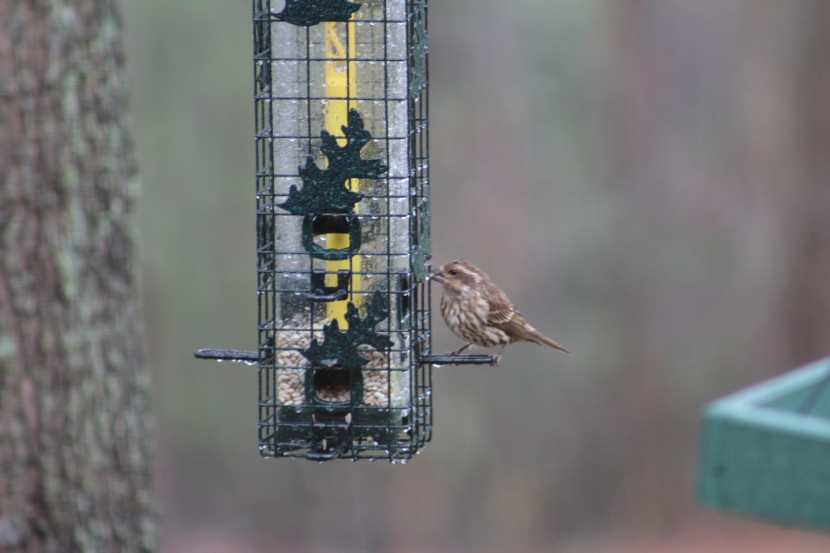 bird feeder - both brome feeders are made out of uv stabilized plastic with coated...