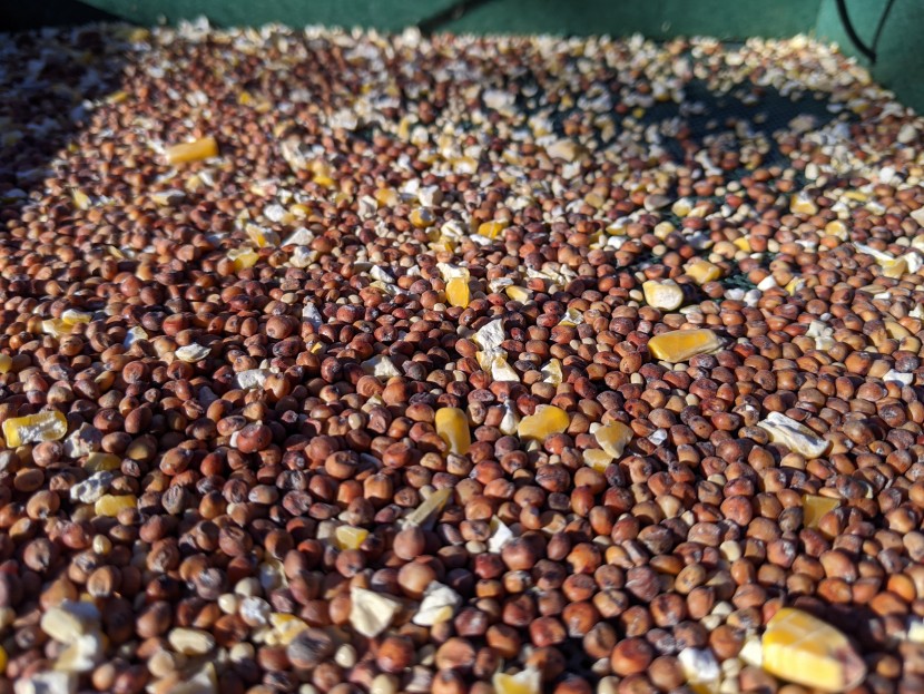 it's hard to find any black-oil sunflower seeds left in the classic...