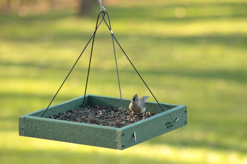 bird seed - sunflower seeds aren&#039;t cheap but you get your money&#039;s worth.