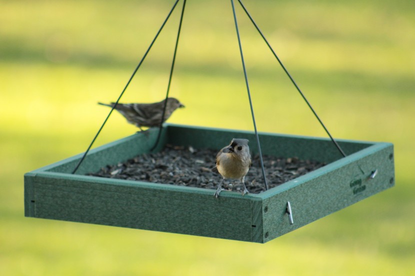bird seed - the kaytee black-oil sunflower seeds were the clear favorite overall...