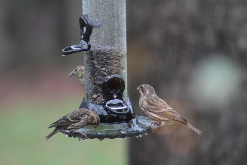 bird seed - most birds readily eat black-oil sunflower seeds when offered.