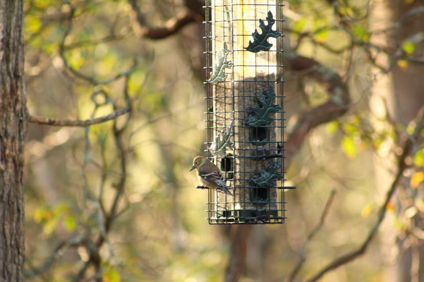 bird feeder - brome&#039;s solution200 keeps the squirrels away as long as you can keep...