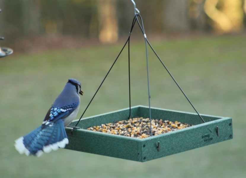 bird seed - mixes with larger nuts, corn, and dried fruit work best in platform...
