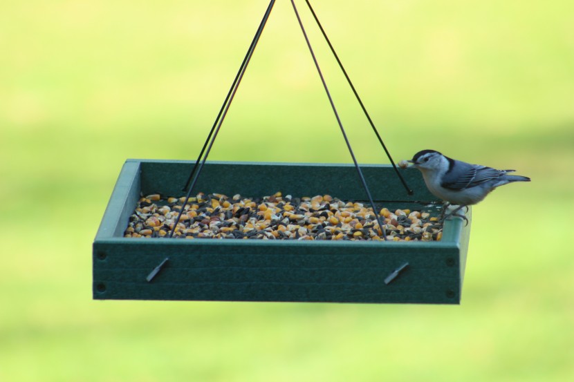 bird seed - birds like nuthatches, woodpeckers, and jays appreciate the peanuts...
