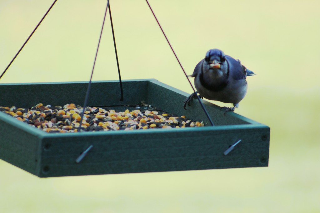 bird seed - this hungry hippo of a blue jay stuffed his face with every seed...