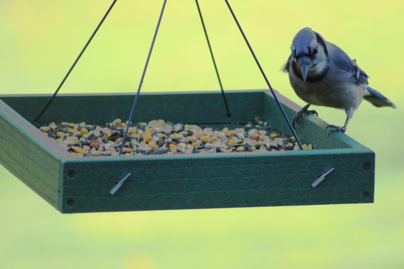 bird feeder - we loved watching the cheeky jays enjoy the woodlink feeder, the...
