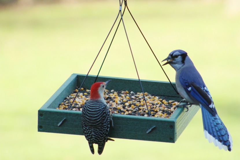 bird seed - blue jays and red-bellied woodpeckers enjoyed the peanuts and even...