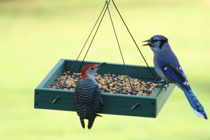 bird feeder - the woodlink platform is the only feeder in the test that larger...
