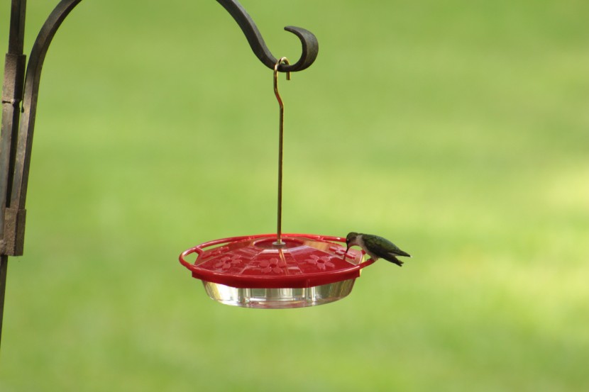 bird feeder - we don&#039;t know how long the plastic juegoal will hold up, but your...