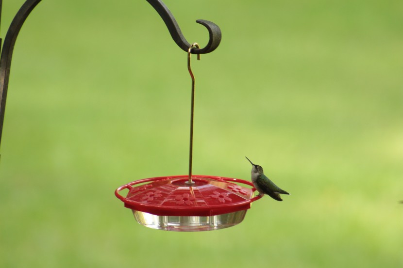 bird seed - we love that this hummingbird food didn&#039;t include red dye. it may...
