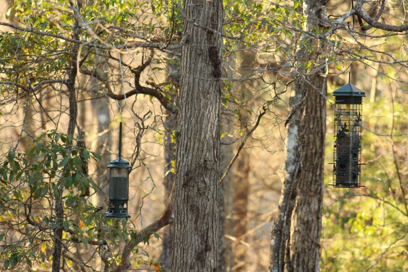 to test the squirrel-proof feeders, we set them up by the woods and...