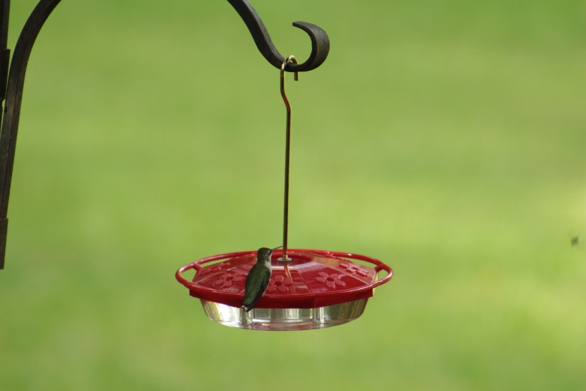 bird feeder - just unscrew the hanger to detach the red lid from the clear plastic...