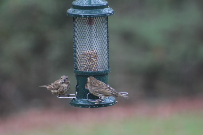 bird seed - the classic blend is popular enough with the birds, they just leave...