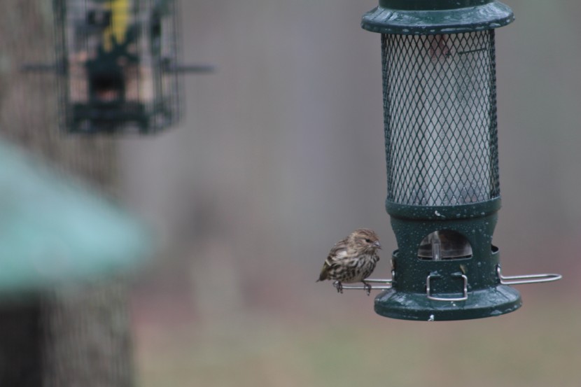bird feeder - the smaller brome feeder does a great job of tucking seed away from...