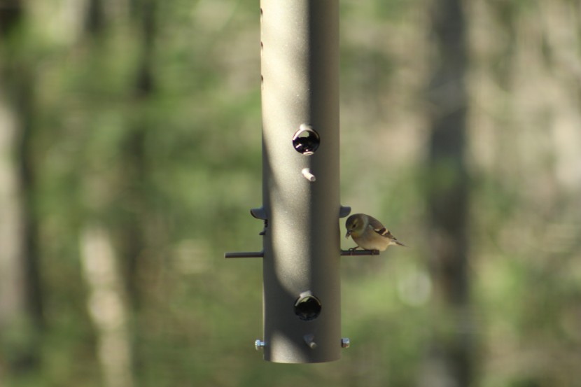 bird feeder - the bear proof feeder tucks seed into ports with small awnings...