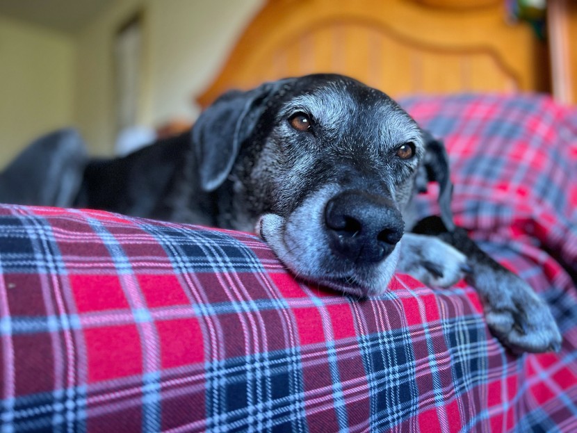 flannel sheets - though their crispness has some mass appeal, the ruvanti sheets kept...