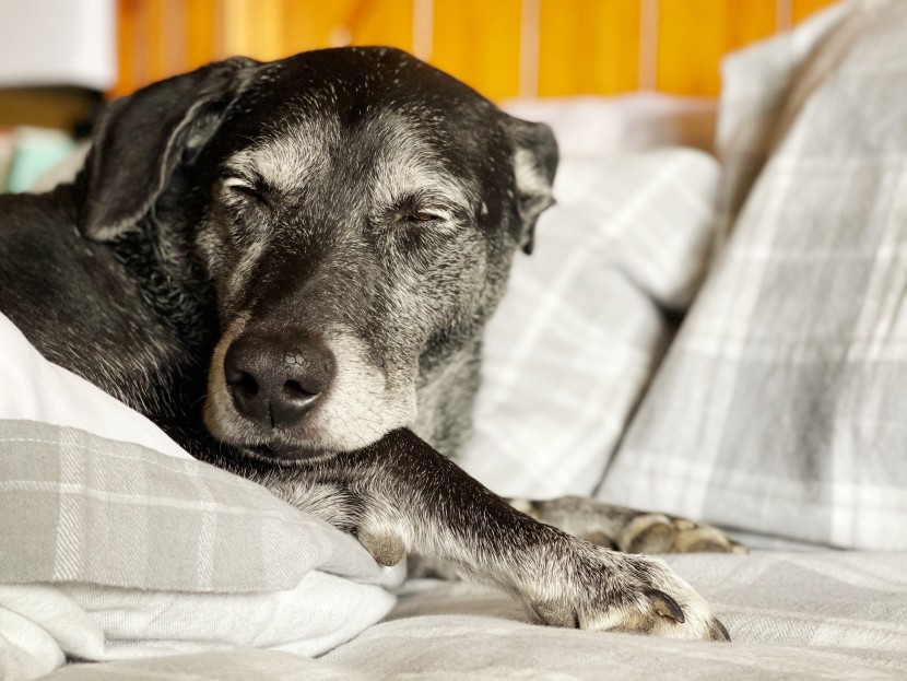 flannel sheets - even the dog loves spending time curled up in the soft sheets from...