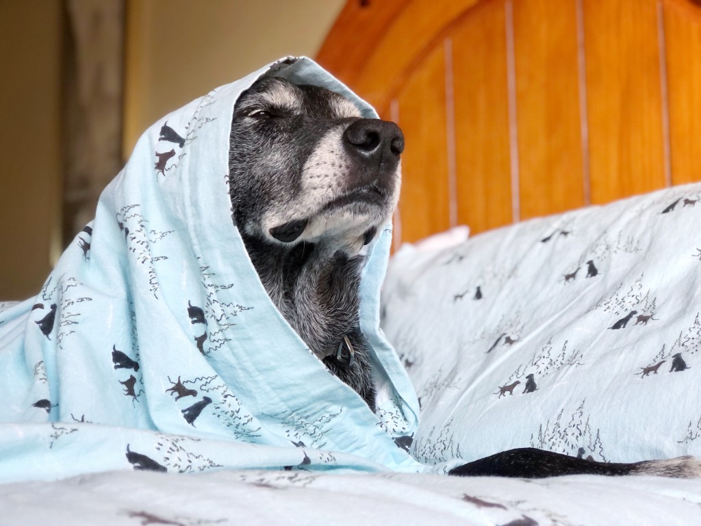 sheets - the eddie bauer flannels come in over two dozen patterns and fun...