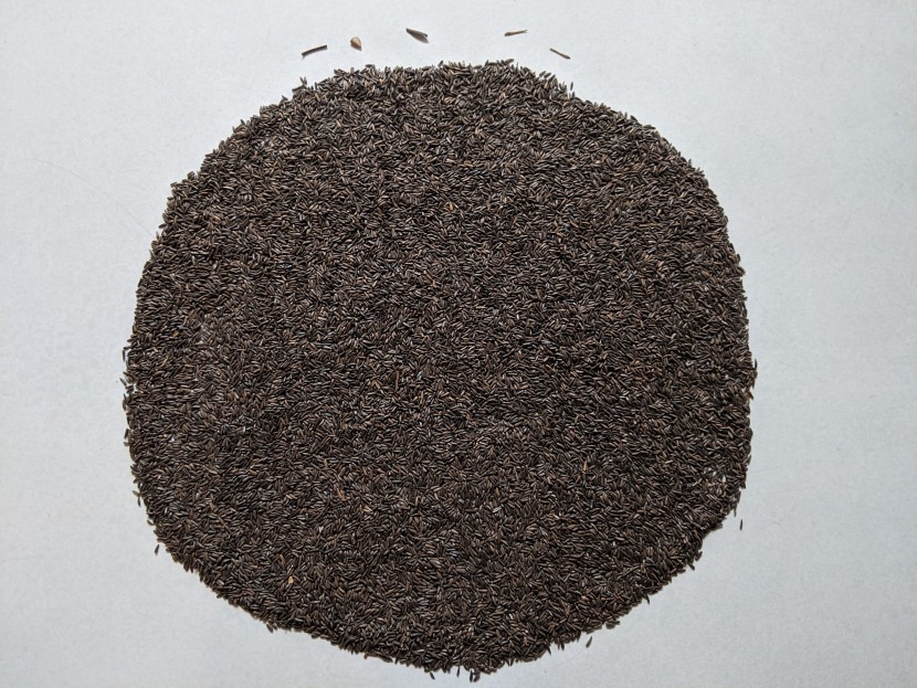 there was very little debris in the kaytee nyjer seed.