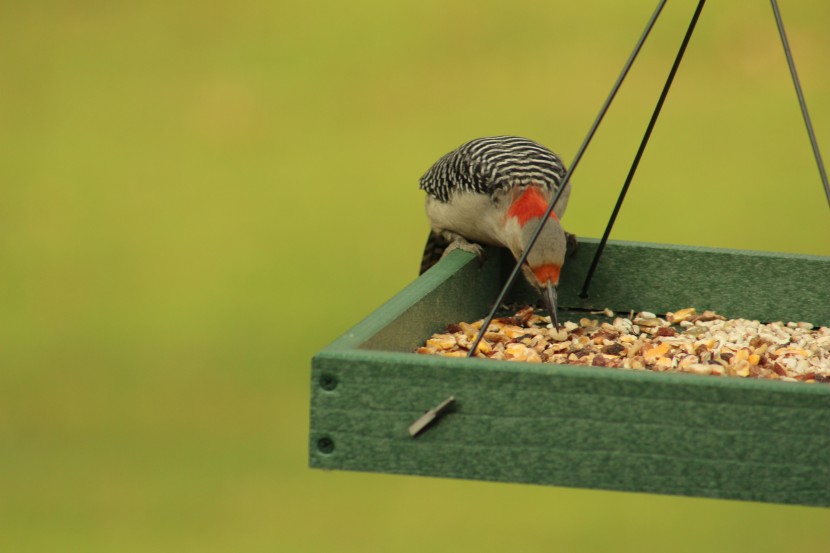 bird seed - the red-bellied woodpeckers were particularly fond of the lyric...