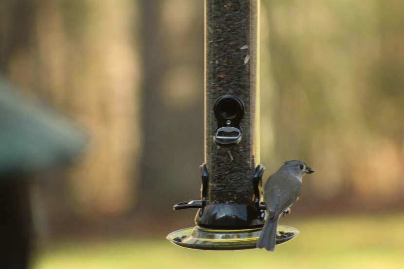 bird feeder - tube feeders work best with seed mixes, sunflower, or safflower seeds.