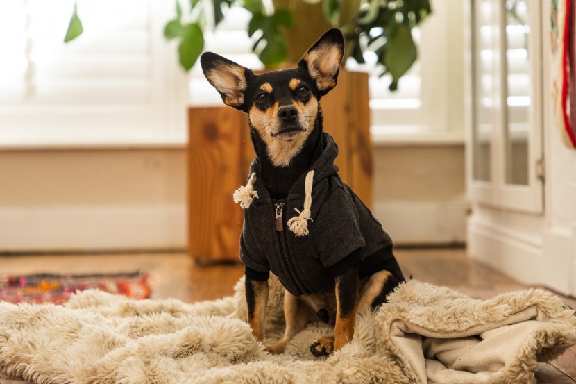 dog hoodie - this hoodie is not only functional but it is durable and fashionable.