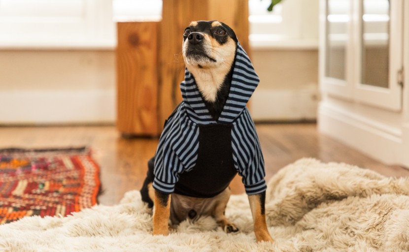 dog hoodie - the fitwarm is not only stylish, but it is comfortable and warm too...