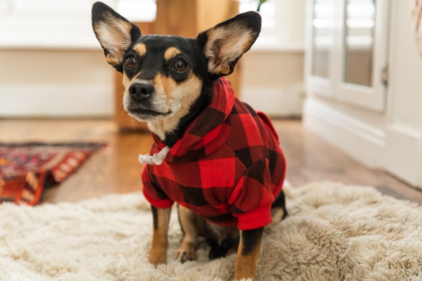 dog hoodie - milo looks and feels adorable in this traditional plaid look.