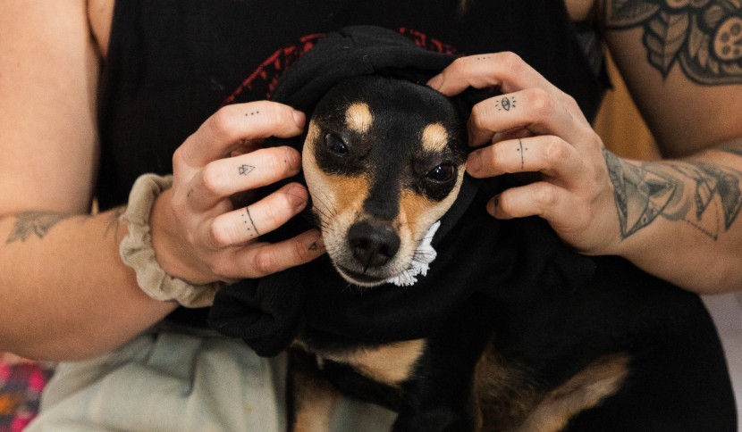 dog hoodie - the neck hole is a little small, so size up if your pup has a...