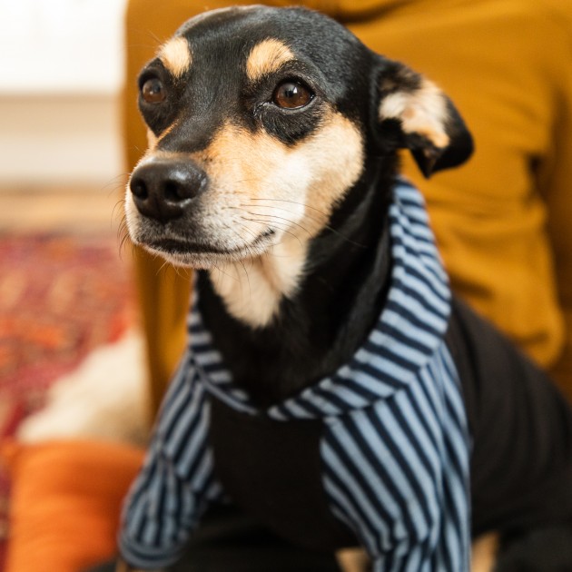 the fitwarm is both cozy and cute.