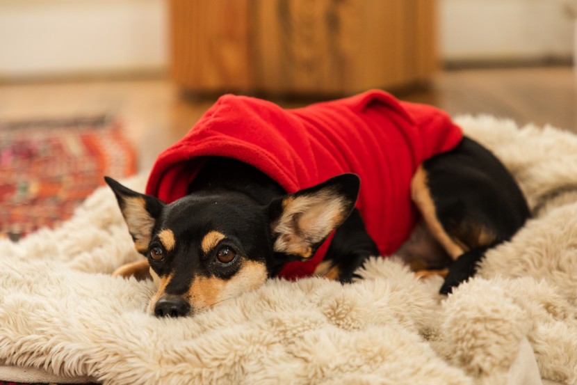 dog hoodie - the sleeveless expawlorer appears to be one of the more comfortable...