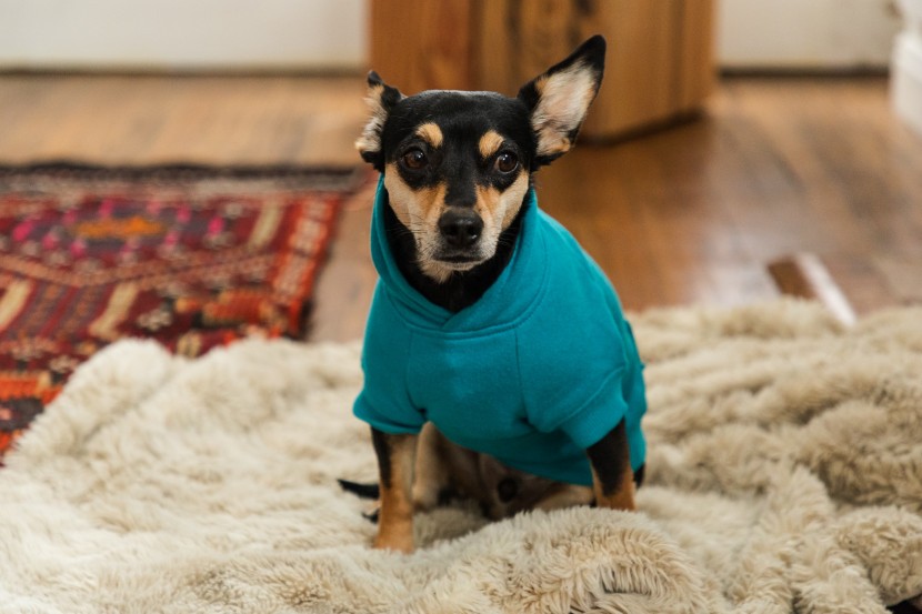 dog hoodie - the fit of the zack &amp;amp; zoey is great with its high-quality thick...